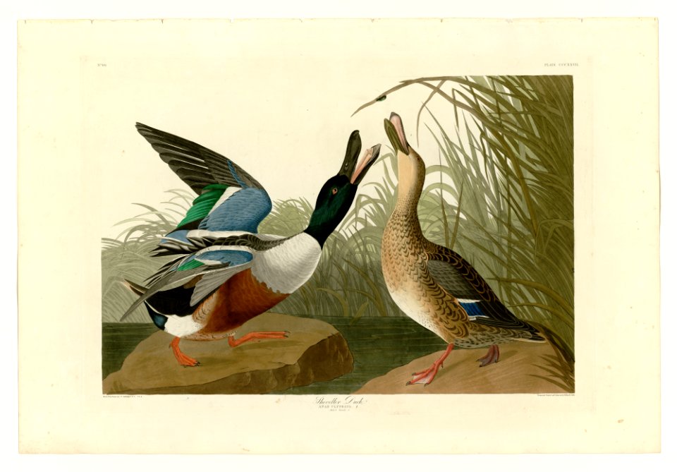 327 Shoveller Duck