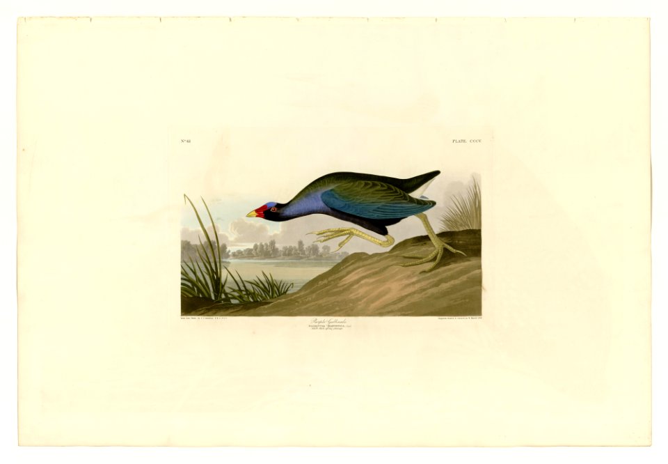 305 Purple Gallinule