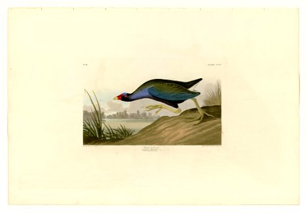 305 Purple Gallinule
