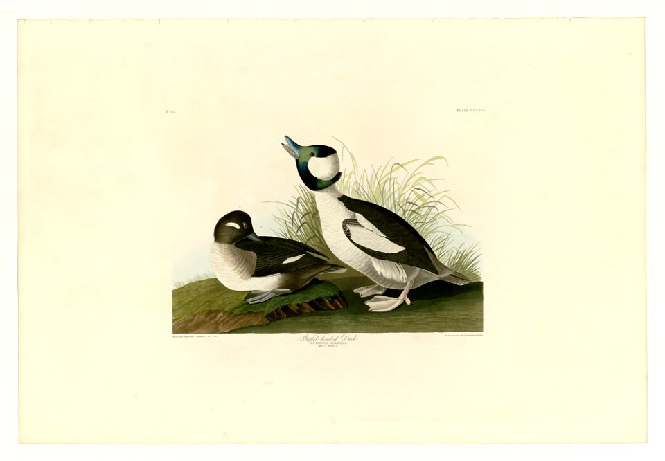 325 Buffel-headed Duck