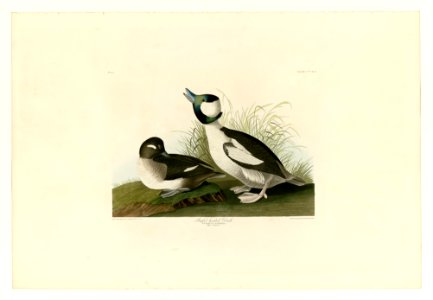 325 Buffel-headed Duck