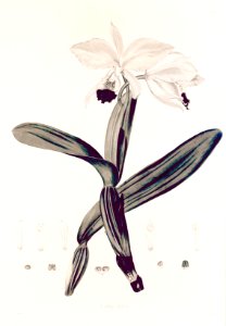 33 Cattleya labiata - John Lindley - Collectanea botanica (1821). Free illustration for personal and commercial use.