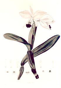 33 Cattleya labiata - John Lindley - Collectanea botanica (1821)