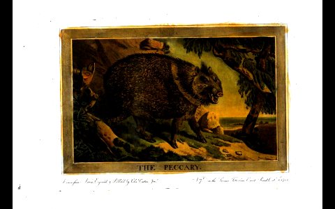 33, Peccary, Charles Catton's Animals (1788)