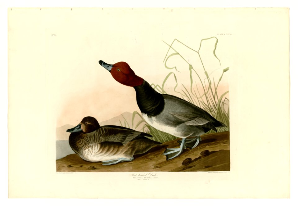 322 Red-headed Duck