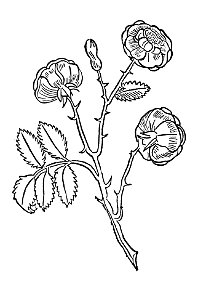 337 Rosa rosen