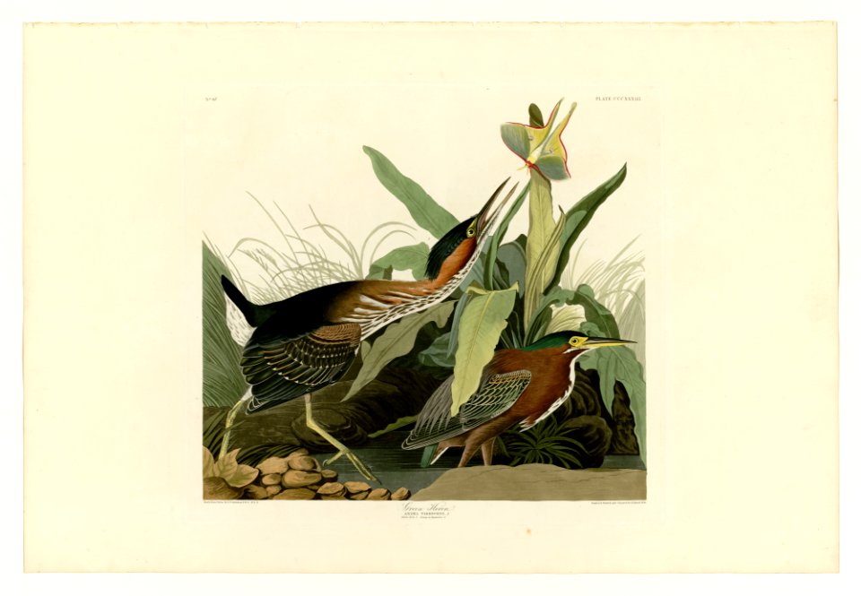 333 Green Heron