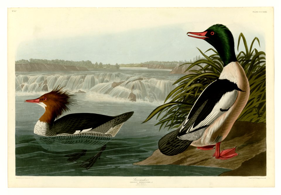 331 Goosander