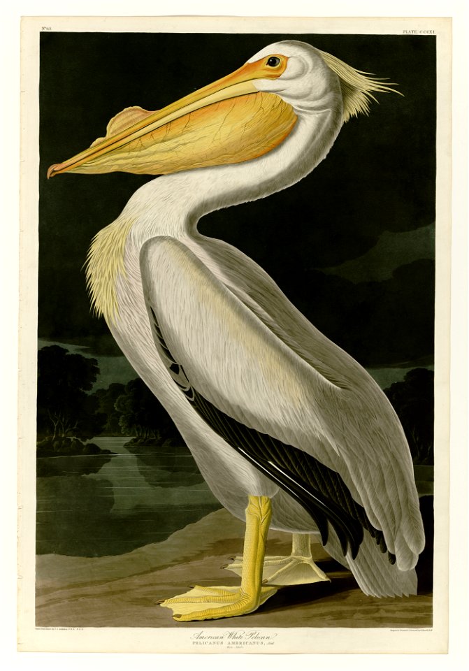 311 American White Pelican