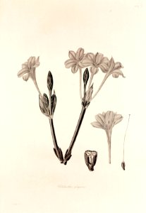 34 Chlidanthus fragrans - John Lindley - Collectanea botanica (1821)