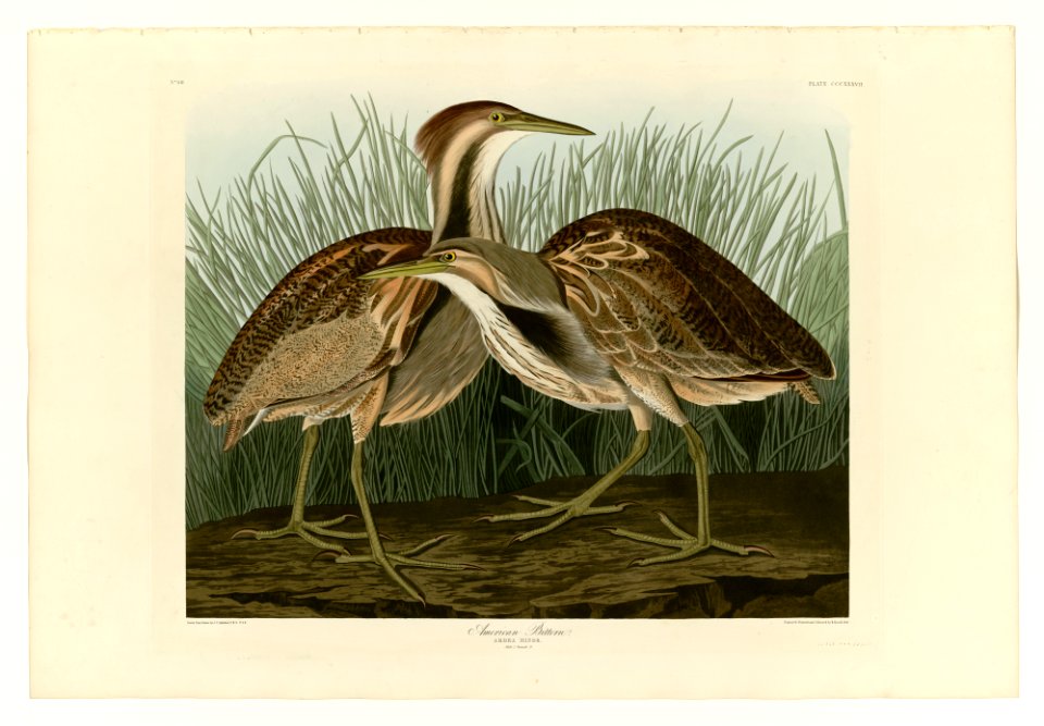 337 American Bittern