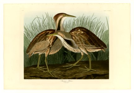 337 American Bittern