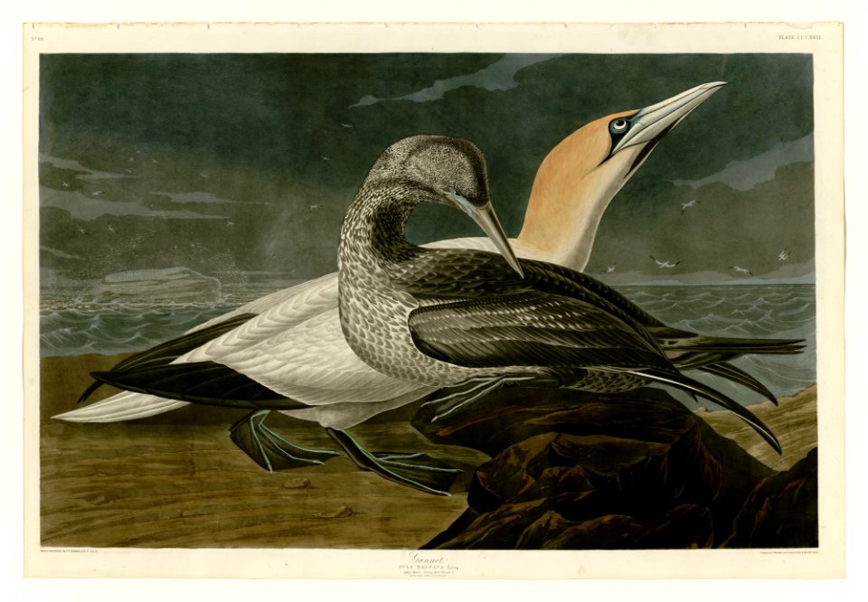 326 Gannet