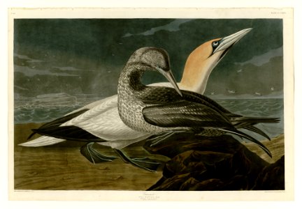 326 Gannet