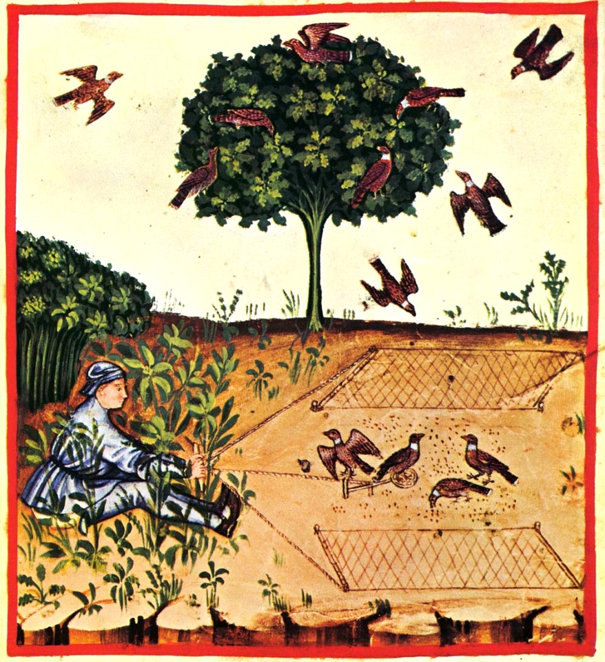 34-caccia tortore,Taccuino Sanitatis, Casanatense 4182.