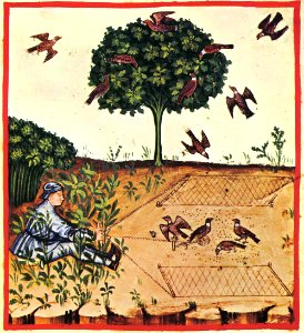 34-caccia tortore,Taccuino Sanitatis, Casanatense 4182.
