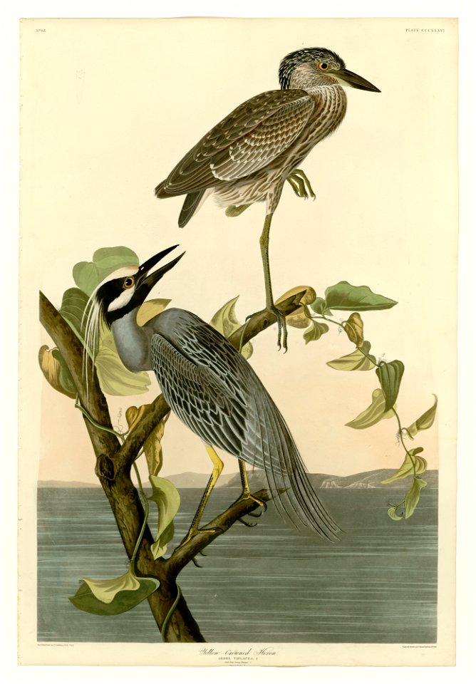 336 Yellow-Crowned Heron