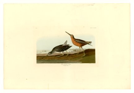 335 Red-breasted Snipe