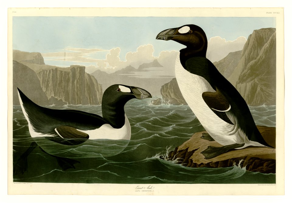 341 Great Auk