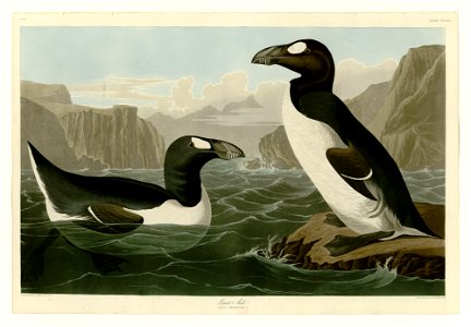 341 Great Auk