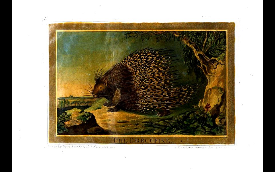 34, Porcupine, Charles Catton's Animals (1788)