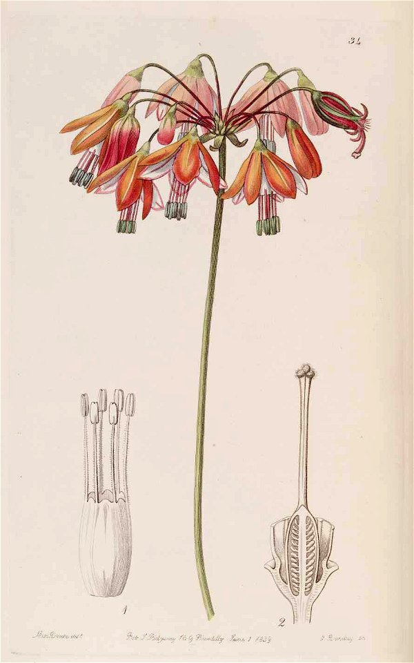 34 Bessera elegans