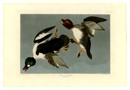 342 Golden-Eye Duck