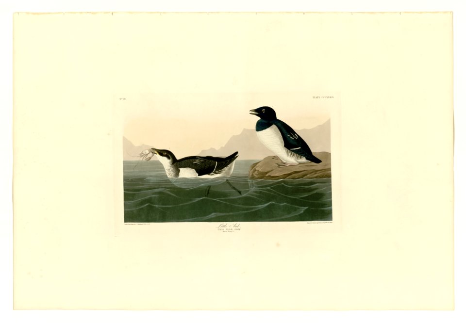 339 Little Auk