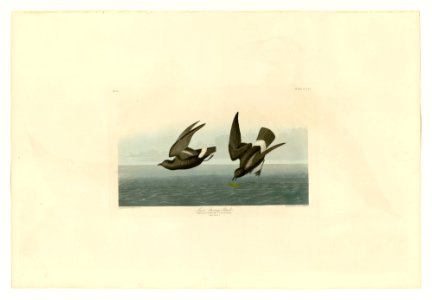 340 Least Stormy-Petrel