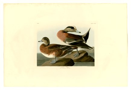 345 American Widgeon. Free illustration for personal and commercial use.