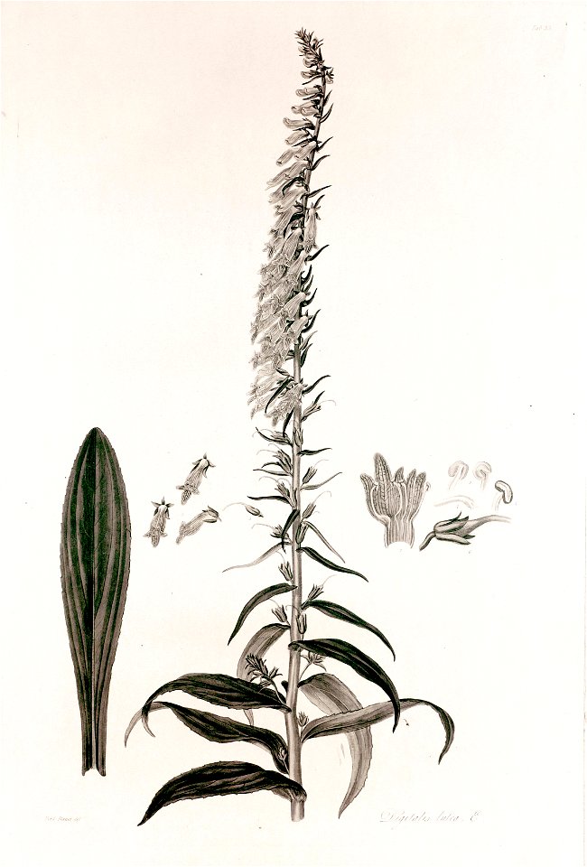 35 Digitalis lutea - John Lindley - Collectanea botanica (1821)