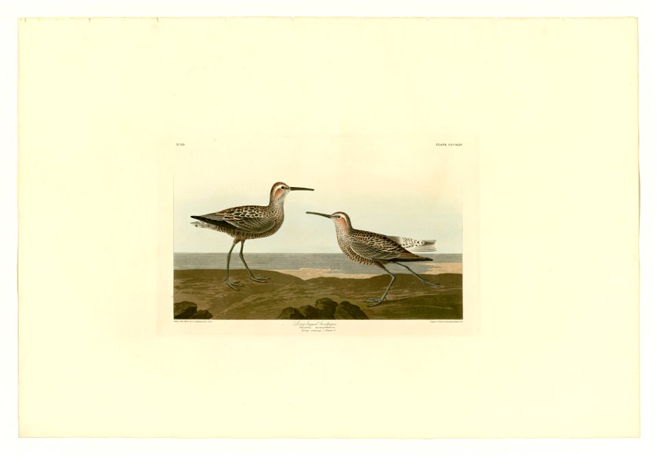 344 Long-legged Sandpiper