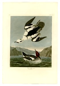 347 Smew or White Nun