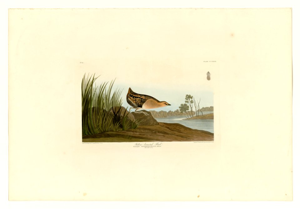 329 Yellow-breasted Rail