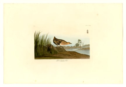 329 Yellow-breasted Rail