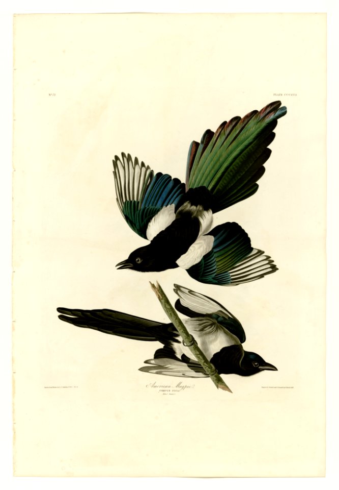 357 American Magpie
