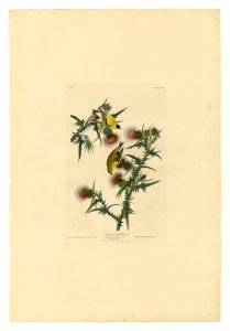 33 American Goldfinch