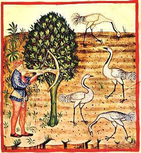 35-caccia gru,Taccuino Sanitatis, Casanatense 4182.
