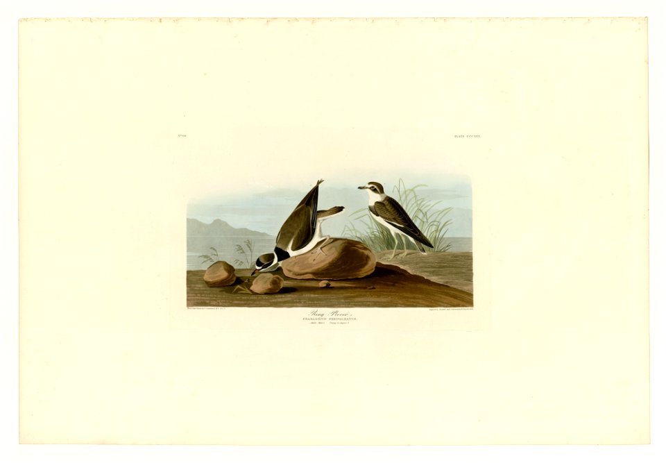 330 Ring Plover