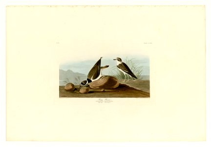 330 Ring Plover