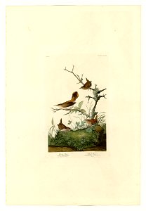 360 I. Winter Wren - 2. Rock Wren