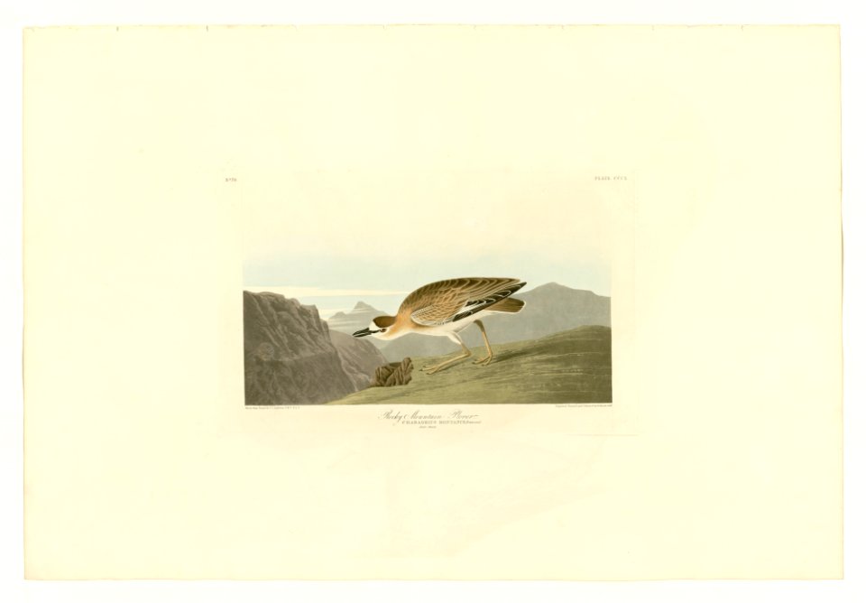 350 Rocky Mountain Plover
