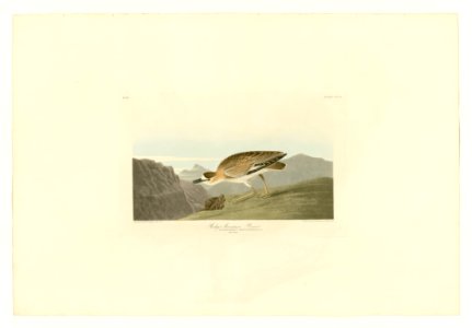 350 Rocky Mountain Plover