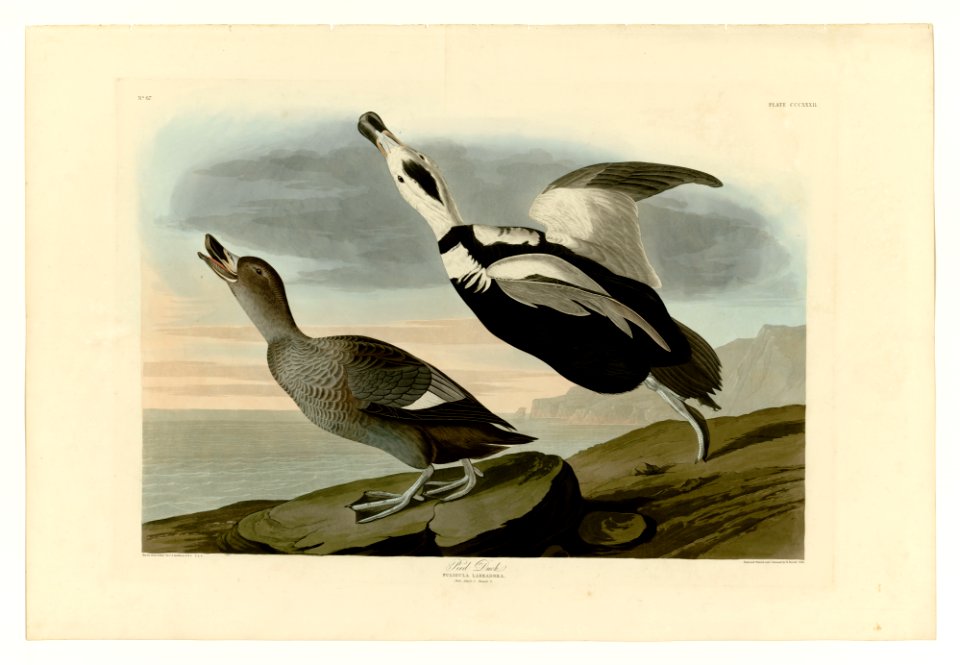 332 Pied Duck