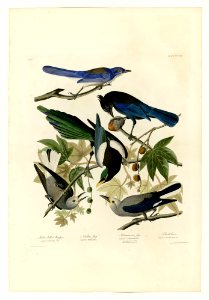 362 I. Yellow billed Magpie - 2. Stellers Jay - 3. Ultramarine Jay - 4. Clark's Crow