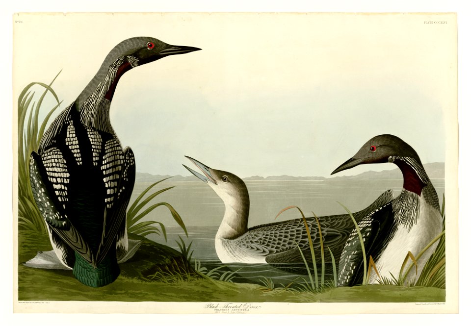 346 Black-Throated Diver