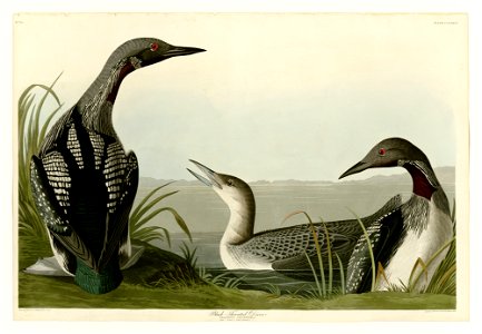 346 Black-Throated Diver