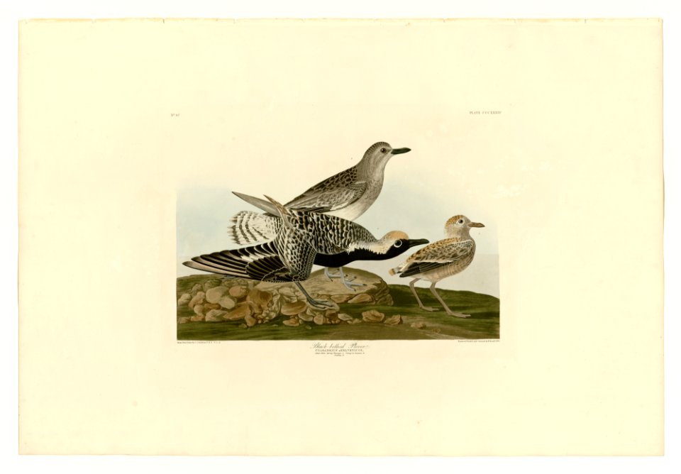 334 Black-bellied Plover