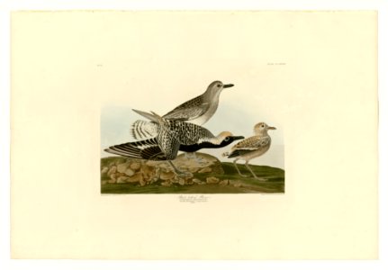 334 Black-bellied Plover