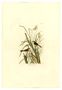 355 MacGillivray's Finch